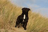 STAFFIE 293